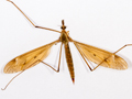 Tipula fulvipennis